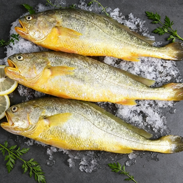 Fresh Yellow Croaker