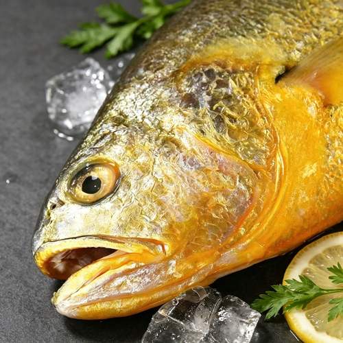Fresh Yellow Croaker